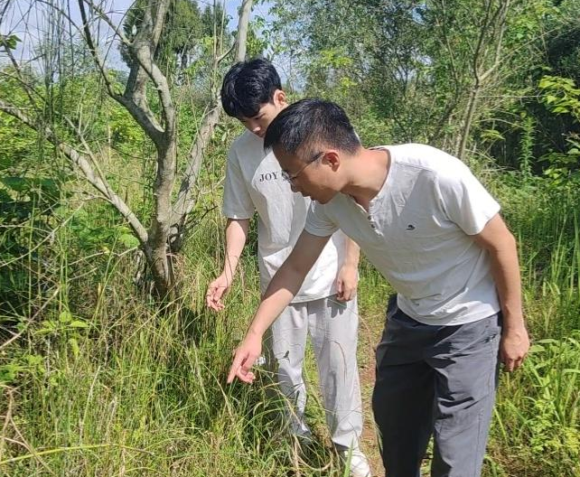 我院科技特派员王晓阳带队调研油橄榄除草设备研发工作